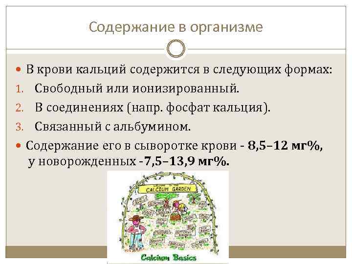 Содержание в организме В крови кальций содержится в следующих формах: 1. Свободный или ионизированный.