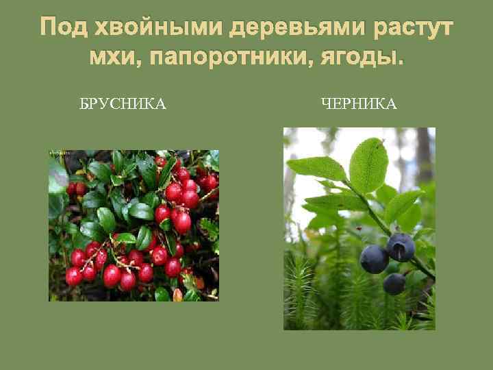 Под хвойными деревьями растут мхи, папоротники, ягоды. БРУСНИКА ЧЕРНИКА 