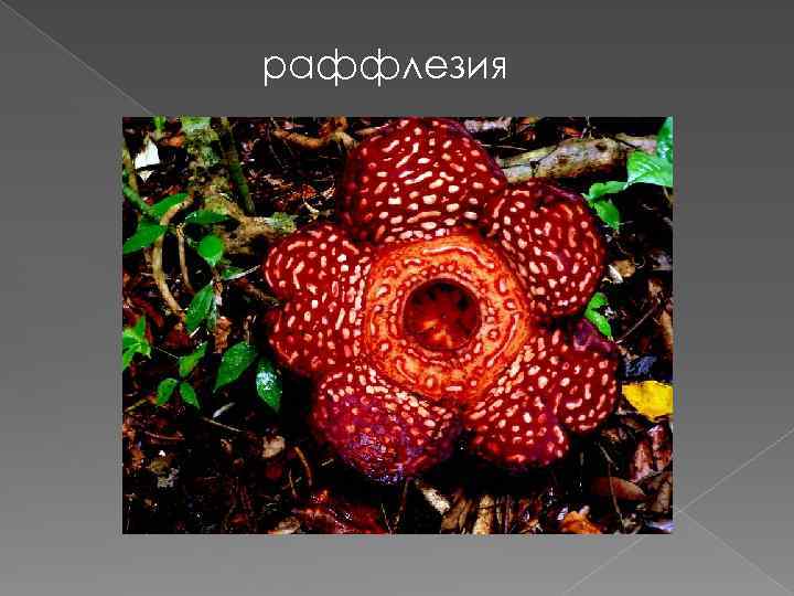 раффлезия 