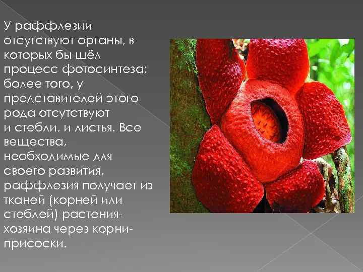 У раффлезии отсутствуют органы, в которых бы шёл процесс фотосинтеза; более того, у представителей