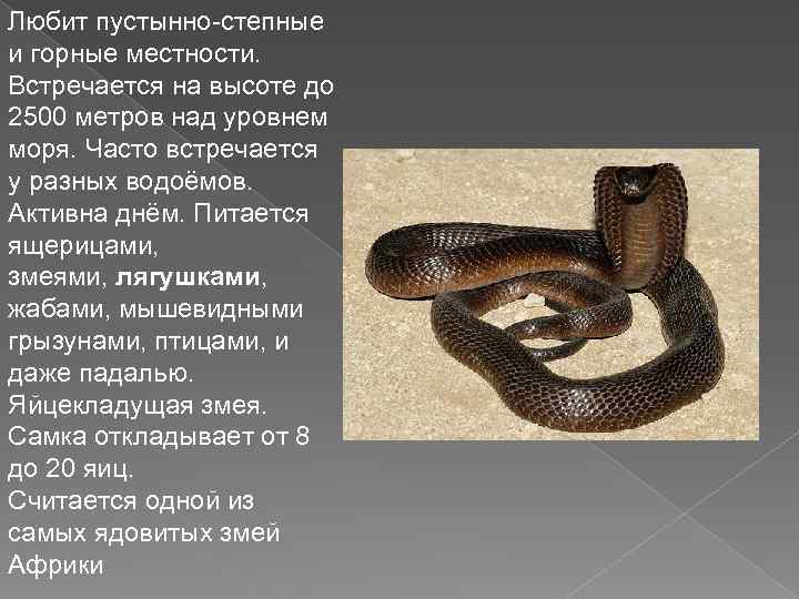 Любит пустынно-степные и горные местности. Встречается на высоте до 2500 метров над уровнем моря.