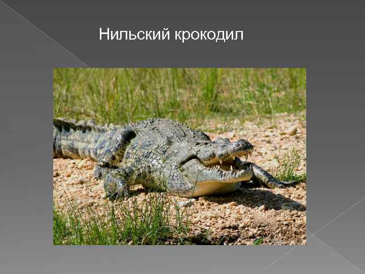 Нильский крокодил 