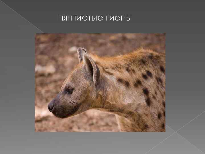 пятнистые гиены 