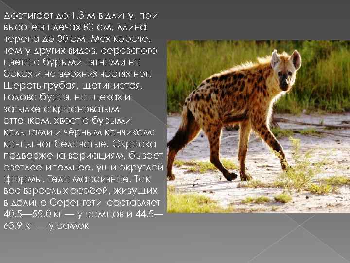 Достигает до 1, 3 м в длину, при высоте в плечах 80 см, длина