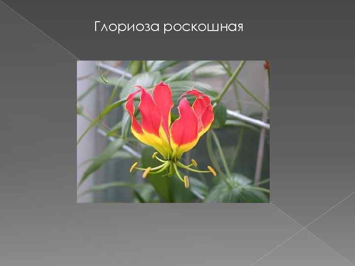 Глориоза роскошная 