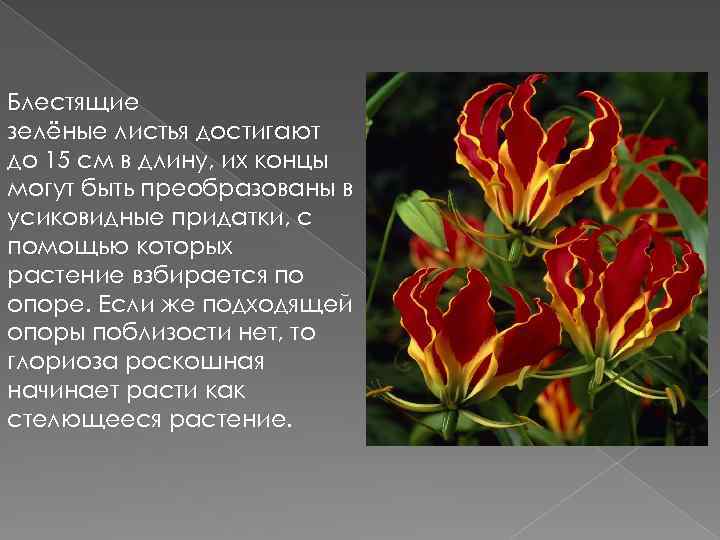 Блестящие зелёные листья достигают до 15 см в длину, их концы могут быть преобразованы