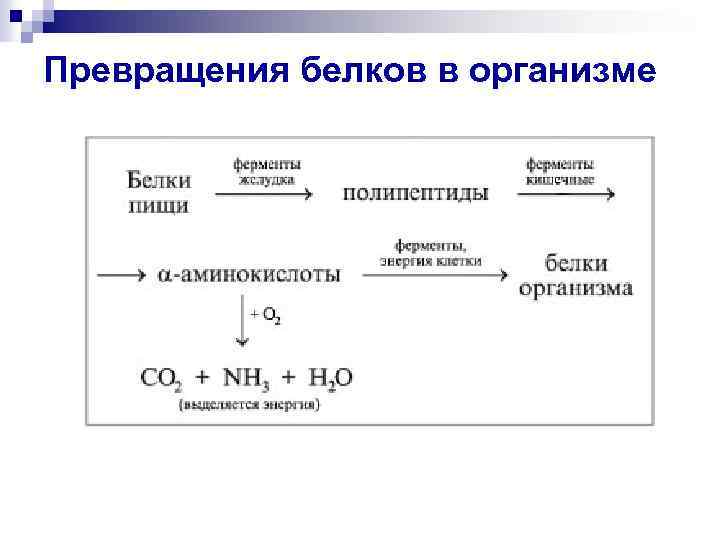 Превращения белков в организме 