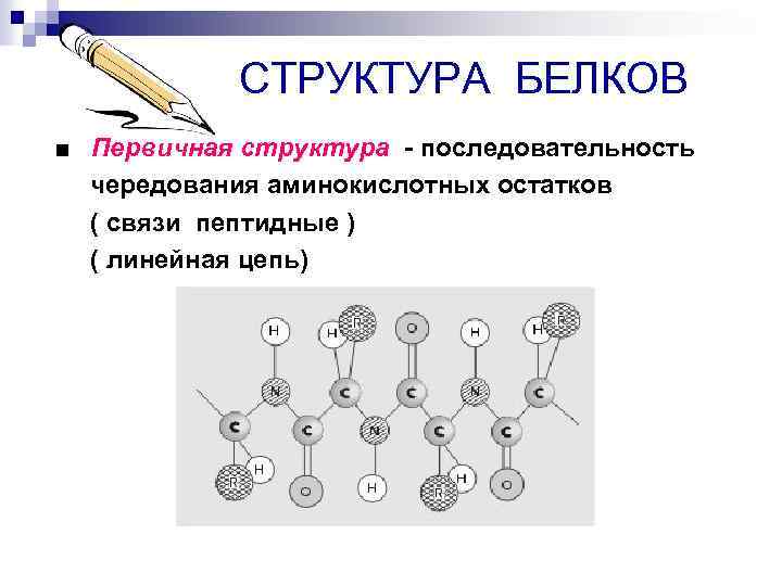  СТРУКТУРА БЕЛКОВ ■ Первичная структура - последовательность чередования аминокислотных остатков ( связи пептидные