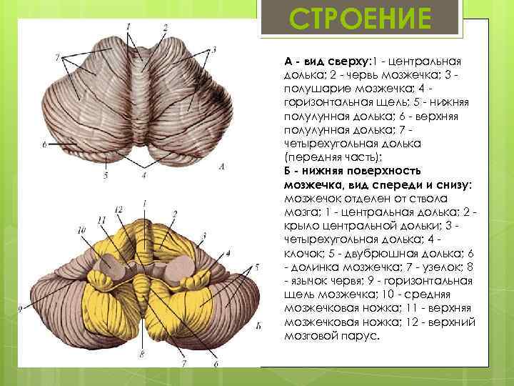 Мозжечок особенности строения