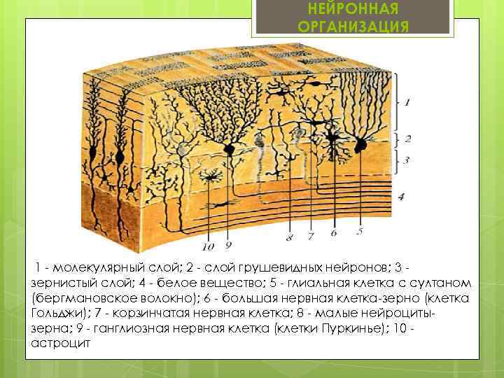 НЕЙРОННАЯ ОРГАНИЗАЦИЯ 1 - молекулярный слой; 2 - слой грушевидных нейронов; 3 зернистый слой;
