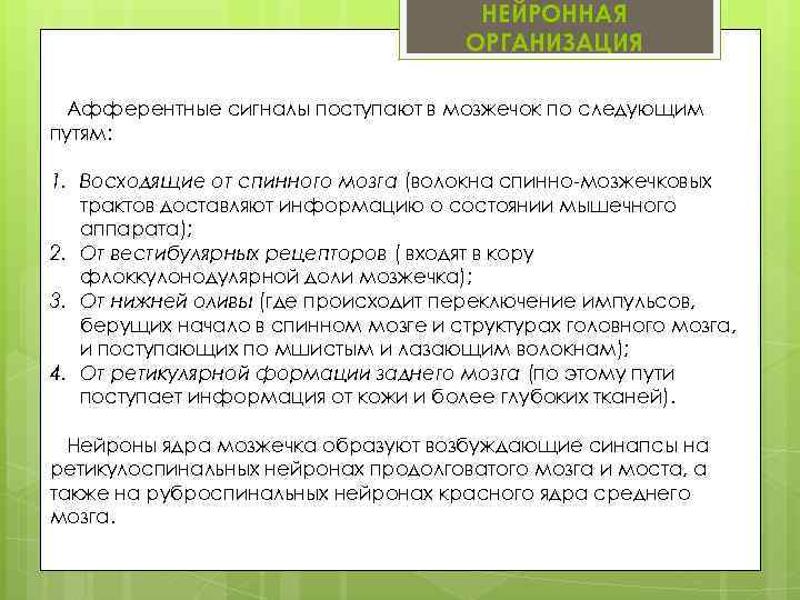 НЕЙРОННАЯ ОРГАНИЗАЦИЯ Афферентные сигналы поступают в мозжечок по следующим путям: 1. Восходящие от спинного