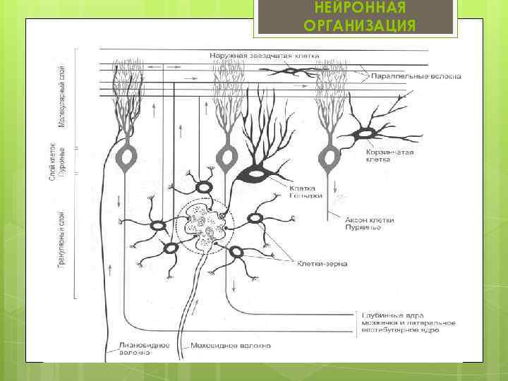 НЕЙРОННАЯ ОРГАНИЗАЦИЯ 