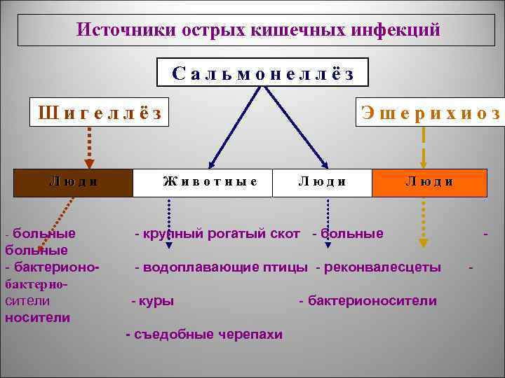 Источники острых кишечных инфекций Сальмонеллёз Шигеллёз Люди - больные - бактерионобактериосители носители Эшерихиоз Животные