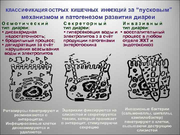 КЛАССИФИКАЦИЯ ОСТРЫХ КИШЕЧНЫХ ИНФЕКЦИЙ за “пусковым” механизмом и патогенезом развития диареи Осмотический тип диареи: