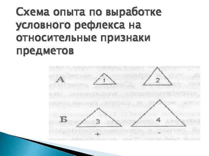 Схема опыта по выработке условного рефлекса на относительные признаки предметов 
