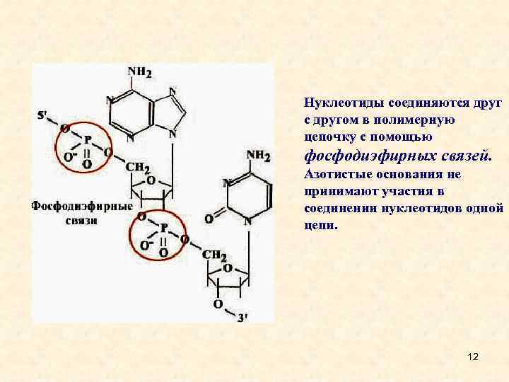 Цепь нуклеотидов