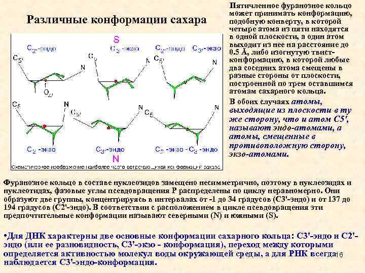 Различные конформации сахара Пятичленное фуранозное кольцо может принимать конформацию, подобную конверту, в которой четыре