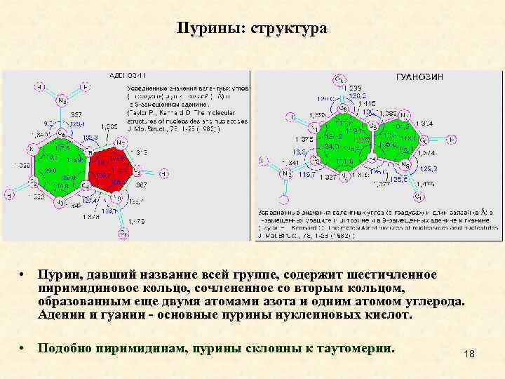 Пурины: структура • Пурин, давший название всей группе, содержит шестичленное пиримидиновое кольцо, сочлененное со