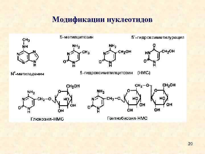 Выпадение четырех нуклеотидов в днк это. Модифицированные нуклеотиды. Нуклеиновые кислоты биохимия лекция. 20 Нуклеотидов. Таблица нуклеотидов.