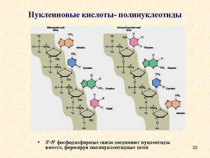 Нуклеиновые кислоты- полинуклеотиды • 3'-5' фосфодиэфирные связи соединяют нуклеотиды вместе, формируя полинуклеотидные цепи 22