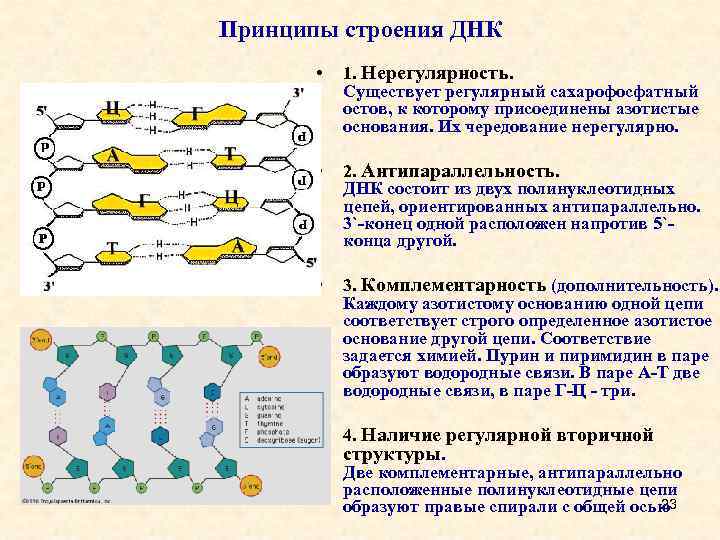 Принципы строения ДНК • 1. Нерегулярность. Существует регулярный сахарофосфатный остов, к которому присоединены азотистые