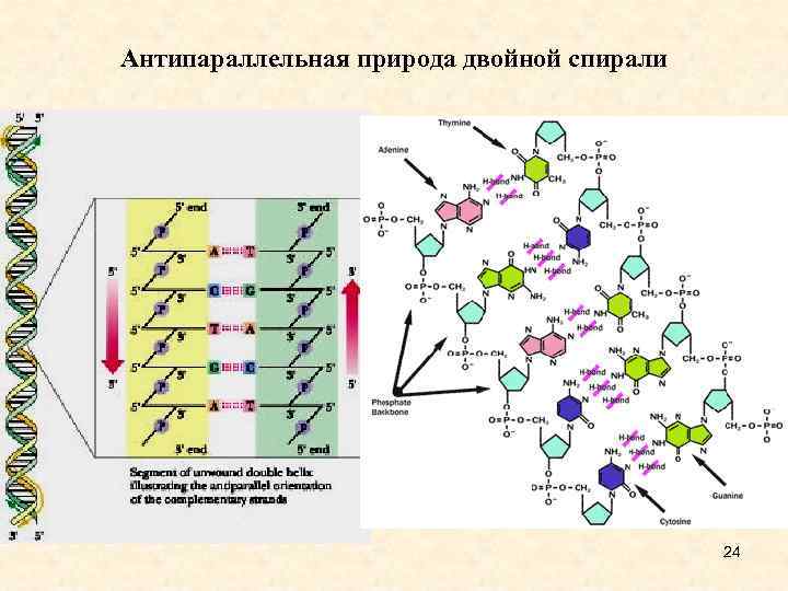 Антипараллельная природа двойной спирали 24 