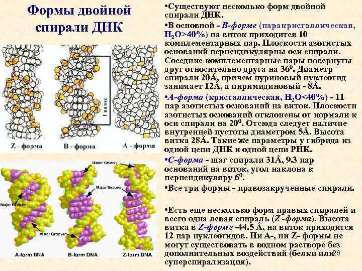 Двойная днк