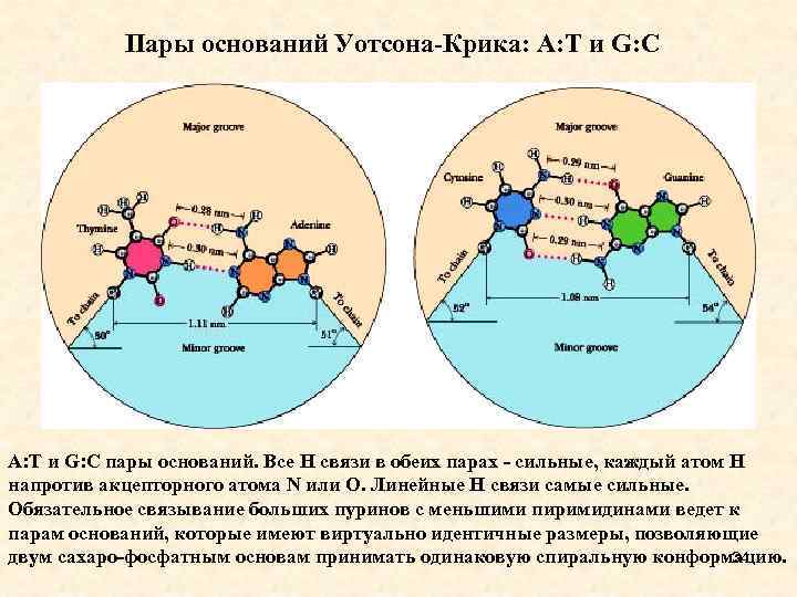 Пары оснований Уотсона-Крика: А: Т и G: C A: T и G: C пары