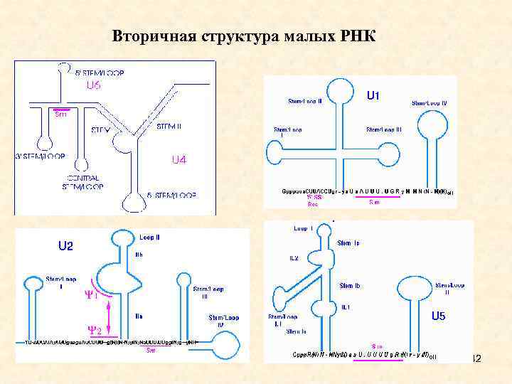 Вторичная структура малых РНК 42 