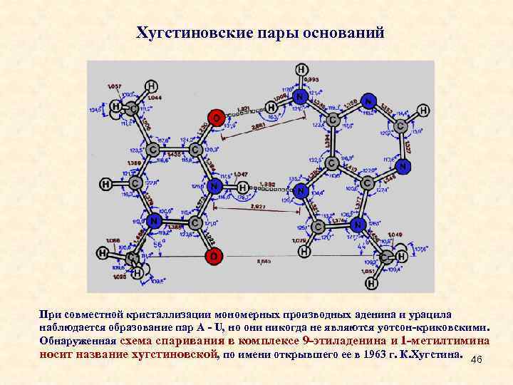 Процент аденина в днк. Уотсон Криковские пары. Хугстиновские взаимодействия. Пространственная структура аденина. Хугстиновские пары.