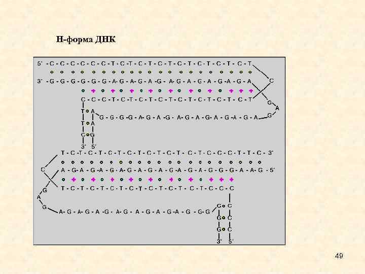 H-форма ДНК 49 