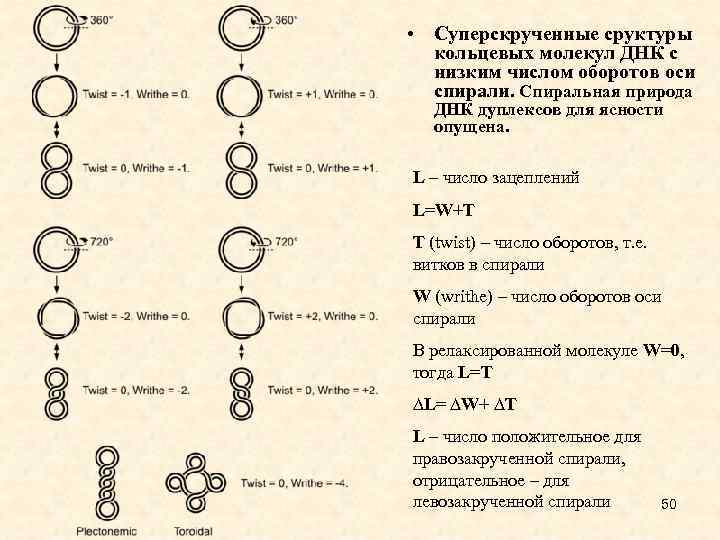  • Суперскрученные сруктуры кольцевых молекул ДНК с низким числом оборотов оси спирали. Спиральная