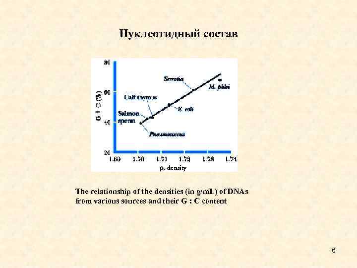 Нуклеотидный состав The relationship of the densities (in g/m. L) of DNAs from various