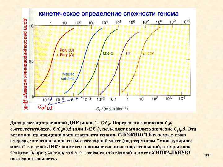 Доля реассоциированной ДНК равна 1 - C/C 0. Определение значения C 0 t, соответствующего