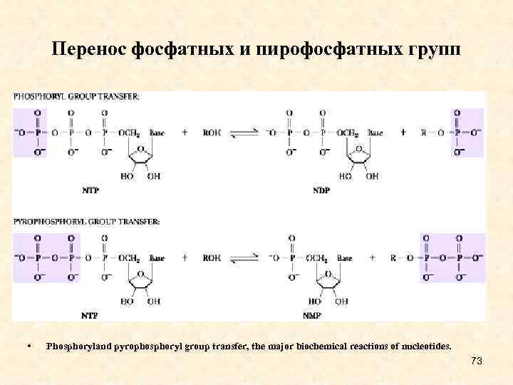 Перенос фосфатных и пирофосфатных групп • Phosphoryland pyrophosphoryl group transfer, the major biochemical reactions