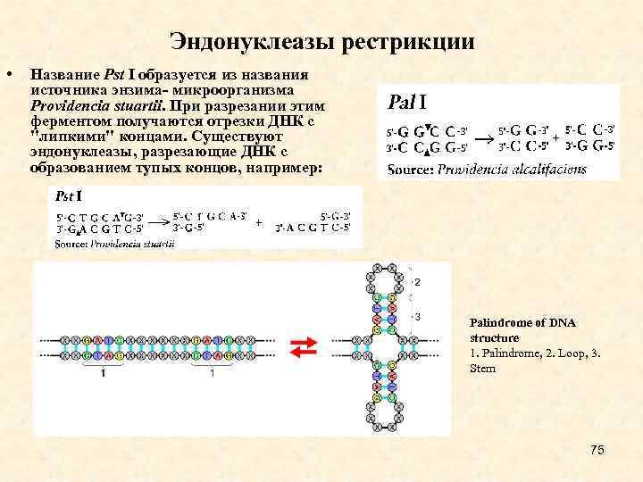 Эндонуклеазы рестрикции • Название Pst I образуется из названия источника энзима- микроорганизма Providencia stuartii.