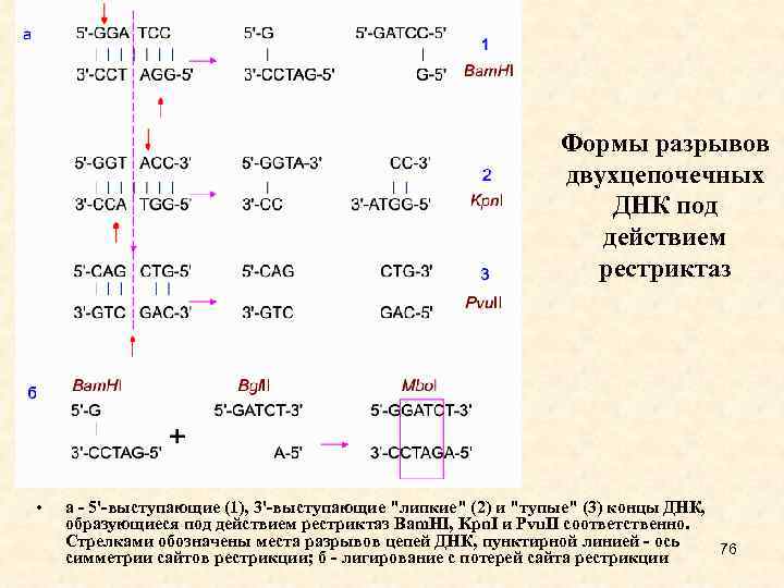 Формы разрывов двухцепочечных ДНК под действием рестриктаз • а - 5'-выступающие (1), 3'-выступающие 