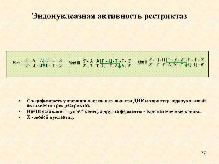 Эндонуклеазная активность рестриктаз • • • Специфичность узнавания последовательности ДНК и характер эндонуклеазной активности