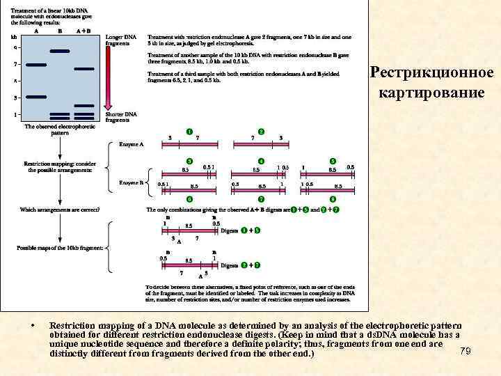 Рестрикционное картирование • Restriction mapping of a DNA molecule as determined by an analysis