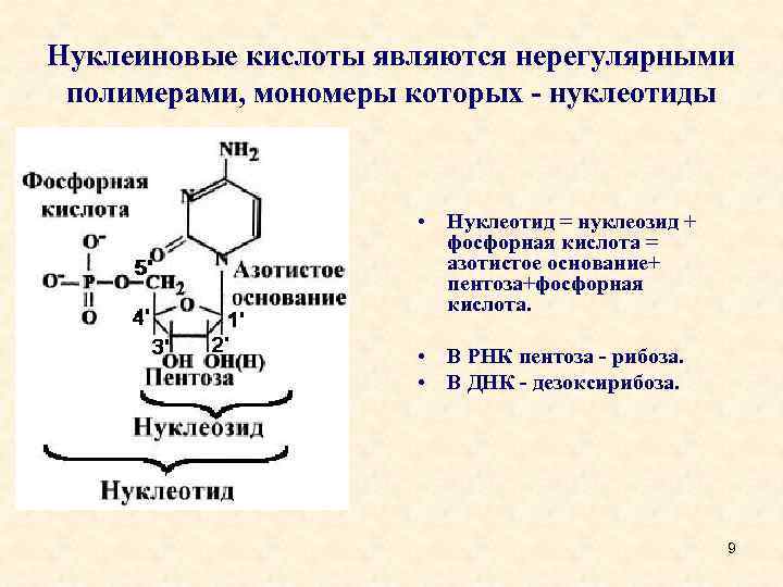 Мономером рнк является. Строение нуклеиновых кислот. Нуклеотиды и нуклеиновые кислоты. Структура нуклеиновых кислот. Мономер нуклеотид.