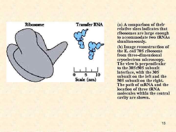 (a) A comparison of their relative sizes indicates that ribosomes are large enough to