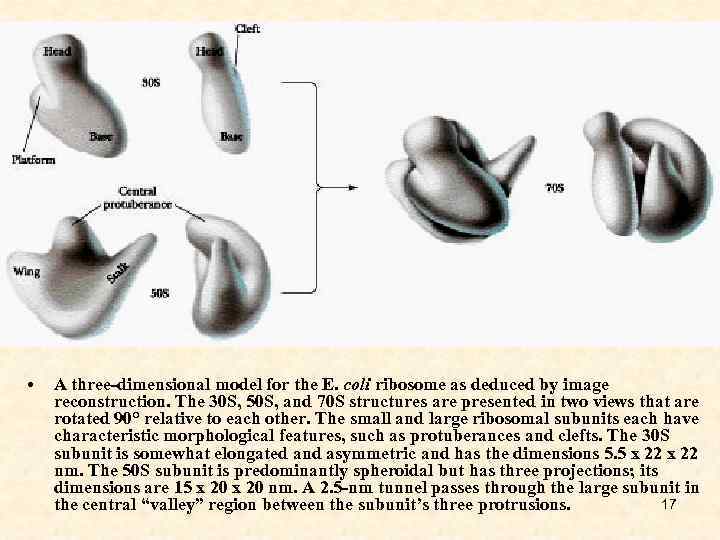  • A three-dimensional model for the E. coli ribosome as deduced by image