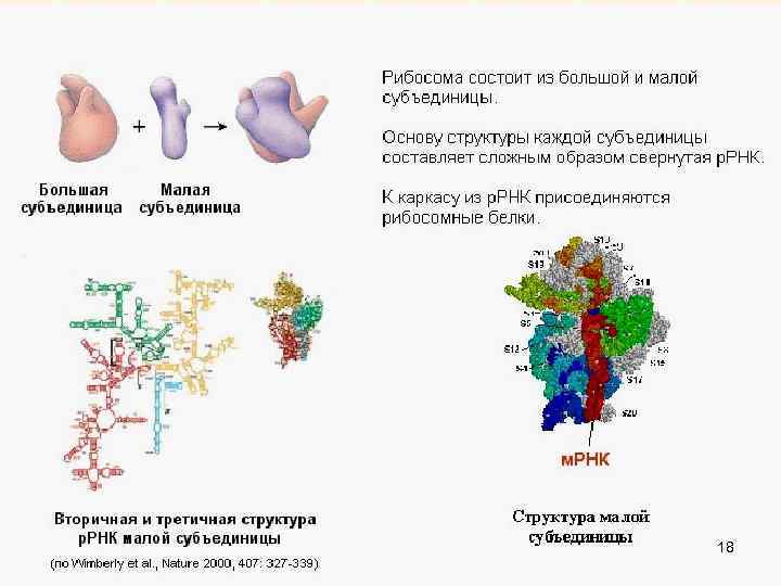 Биосинтез белка рисунок с подписями