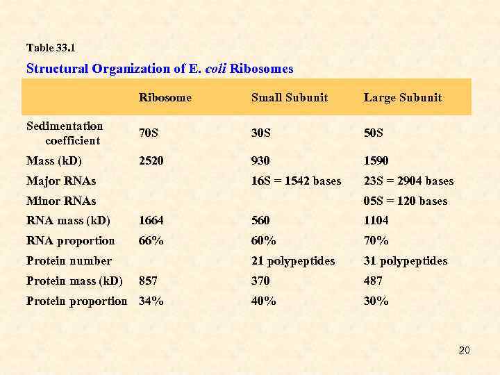 Table 33. 1 Structural Organization of E. coli Ribosomes Ribosome Small Subunit Large Subunit