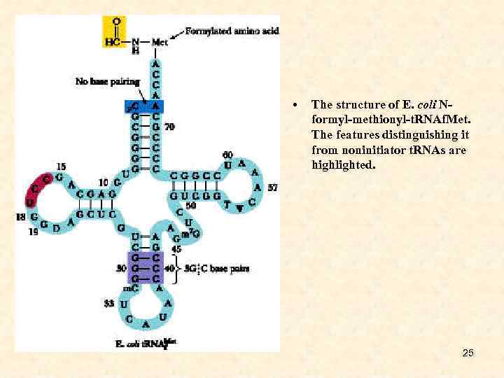  • The structure of E. coli Nformyl-methionyl-t. RNAf. Met. The features distinguishing it