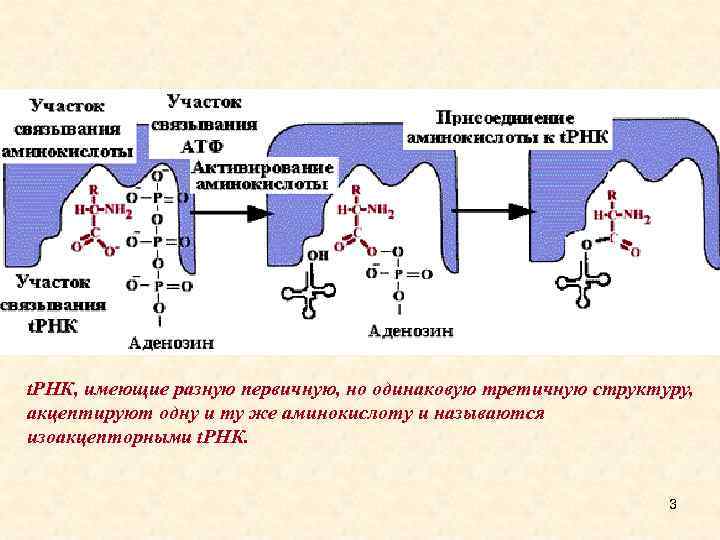 t. РНК, имеющие разную первичную, но одинаковую третичную структуру, акцептируют одну и ту же