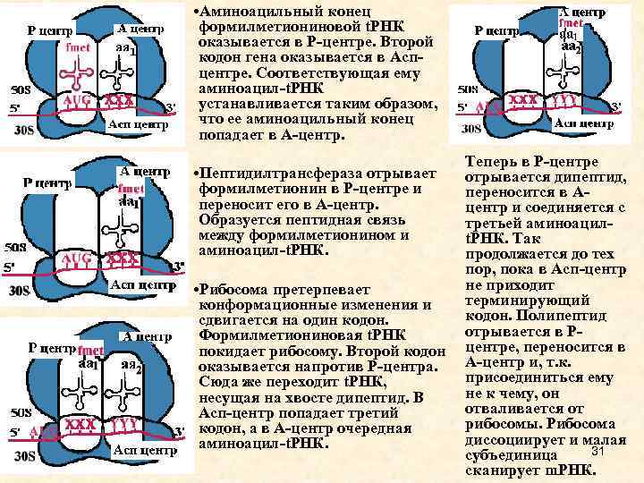  • Аминоацильный конец формилметиониновой t. РНК оказывается в Р-центре. Второй кодон гена оказывается