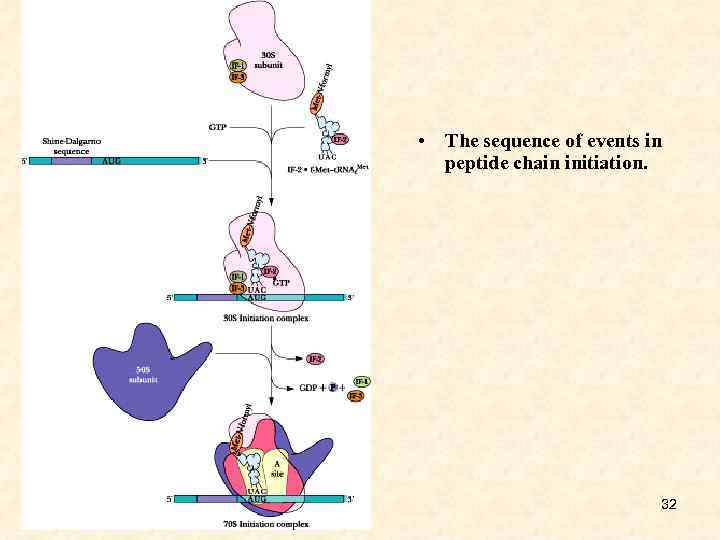  • The sequence of events in peptide chain initiation. 32 