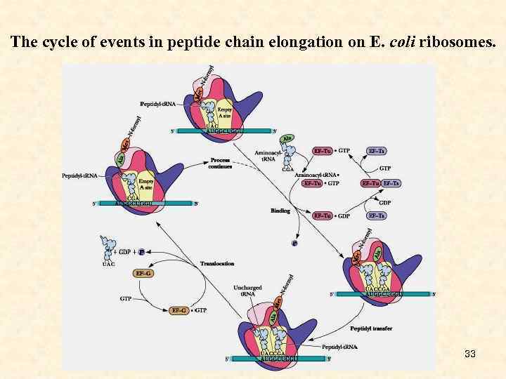 The cycle of events in peptide chain elongation on E. coli ribosomes. 33 