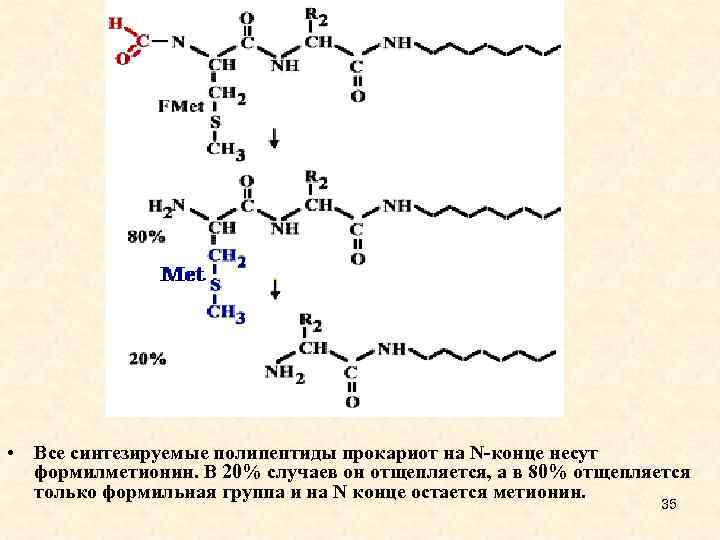 Синтез полипептида происходит